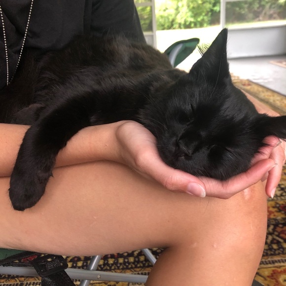 Animal Friendly Home - Picture 9 of 16